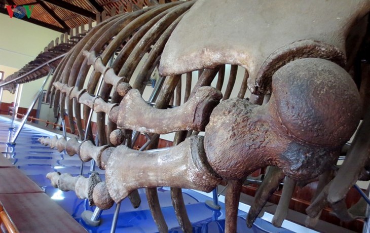 Gros plan sur la plus grande carcasse de baleine d’Asie du Sud-Est - ảnh 8